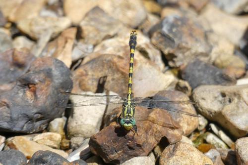 Onychogomphus uncatus